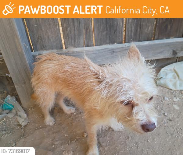 Found/Stray Unknown Dog last seen Airway and Satinwood, California City, CA 93505