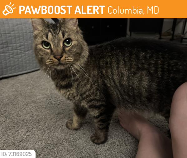 Found/Stray Unknown Cat last seen Early April way, Columbia, MD 21046