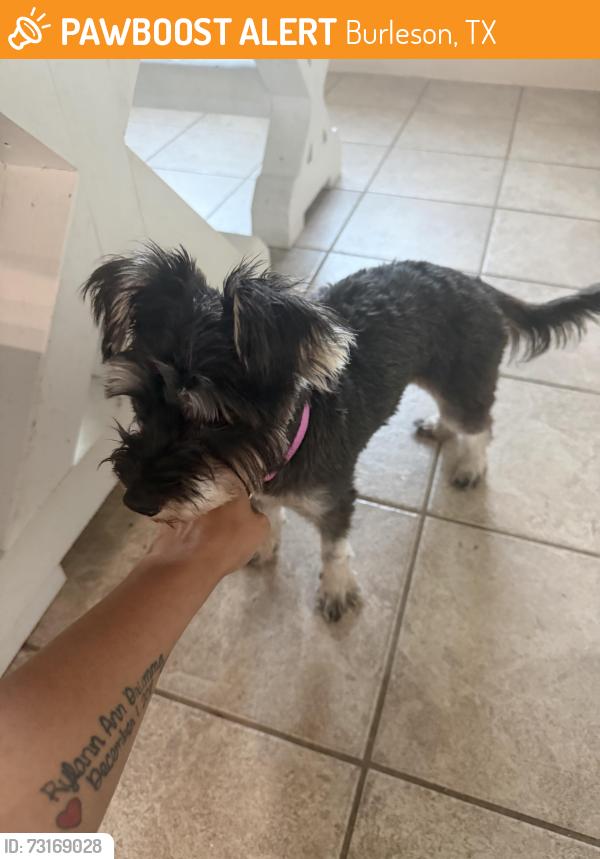 Found/Stray Female Dog last seen Stillwater and Laramie, Burleson, TX 76028