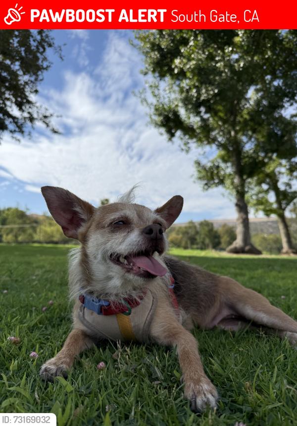 Lost Female Dog last seen Nebraska and tweedy, South Gate, CA 90280
