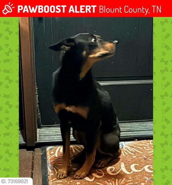 Lost Male Dog last seen Barb Hollow Rd, Blount County, TN 37804