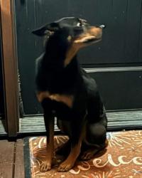 Lost Male Dog last seen Barb Hollow Rd, Blount County, TN 37804
