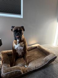 Lost Male Dog last seen West pointe neighborhood, Sioux Falls, SD 57107