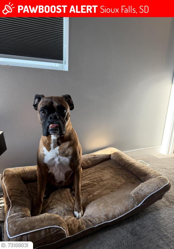 Lost Male Dog last seen West pointe neighborhood, Sioux Falls, SD 57107
