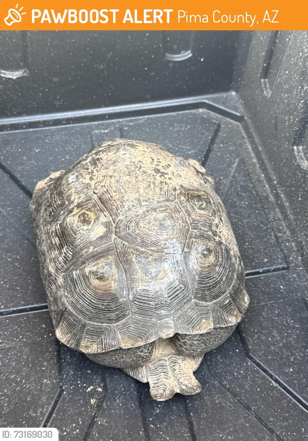 Found/Stray Unknown Other last seen Hartman/Wood Owl, Pima County, AZ 85742