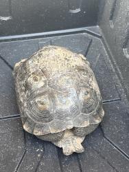 Found/Stray Unknown Other last seen Hartman/Wood Owl, Pima County, AZ 85742