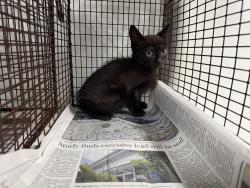 Shelter Stray Unknown Cat last seen , 14409 Vanowen St, Van Nuys, CA 91405, USA