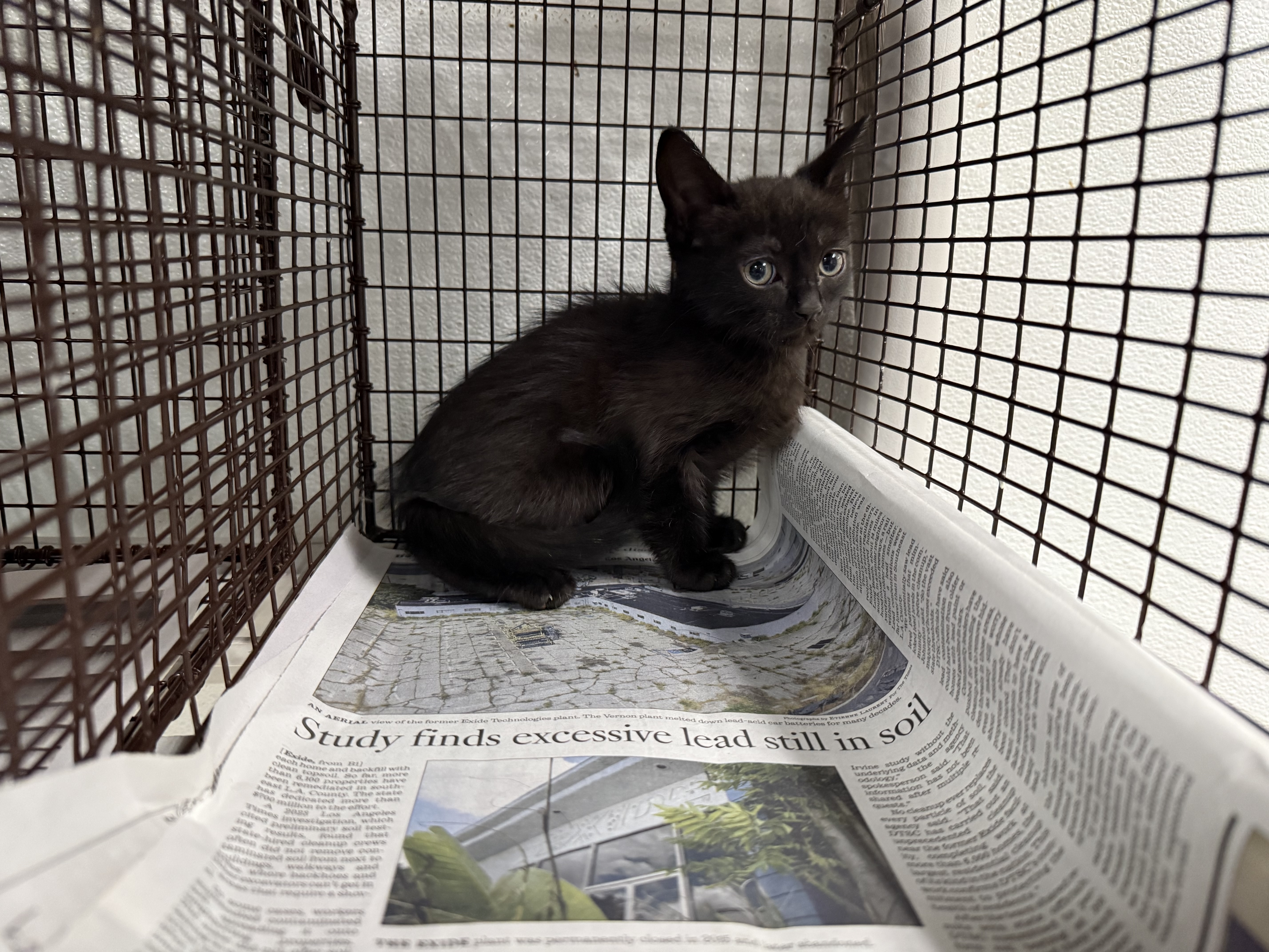 Shelter Stray Unknown Cat last seen , 14409 Vanowen St, Van Nuys, CA 91405, USA