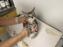 Shelter Stray Male Cat last seen , 1850 W 60th St, Los Angeles, CA 90047, USA