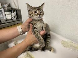 Shelter Stray Female Cat last seen , 1850 W 60th St, Los Angeles, CA 90047, USA
