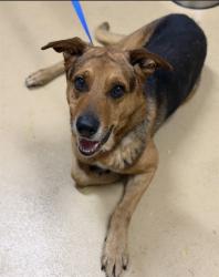Shelter Stray Male Dog last seen J ST AND BROADWAY, 130 Beyer Way, Chula Vista, CA 91911, USA