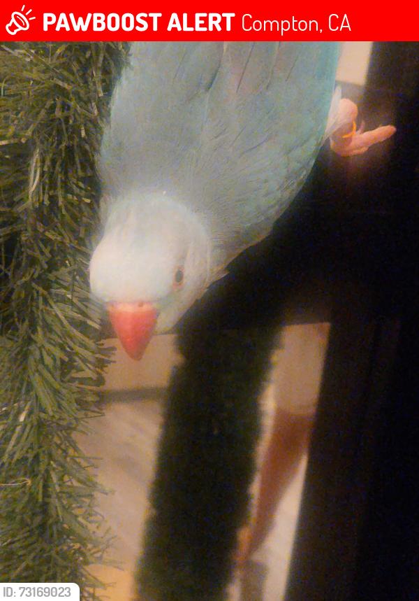Lost Male Bird last seen Alondra and Center, Compton, CA 90220