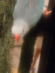 Lost Male Bird last seen Alondra and Center, Compton, CA 90220