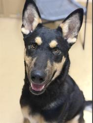 Shelter Stray Male Dog last seen PALOMAR ST AND THIRD AVE, 130 Beyer Way, Chula Vista, CA 91911, USA