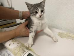 Shelter Stray Male Cat last seen , 1850 W 60th St, Los Angeles, CA 90047, USA