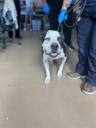 Shelter Stray Male Dog last seen MASSACHUSETTS AVE AND LA CORTA ST, 130 Beyer Way, Chula Vista, CA 91911, USA