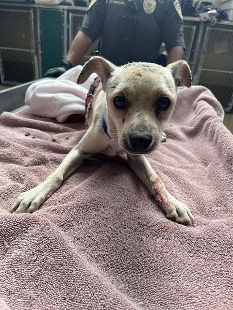 Shelter Stray Male Dog last seen Near BLOCK GRANGER AVE, 130 Beyer Way, Chula Vista, CA 91911, USA