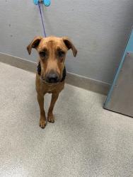 Shelter Stray Male Dog last seen VEGAS VALLEY AND NELLIS, 655 N Mojave Rd, Las Vegas, NV 89101, USA
