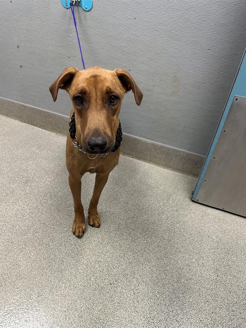 Shelter Stray Male Dog last seen VEGAS VALLEY AND NELLIS, 655 N Mojave Rd, Las Vegas, NV 89101, USA