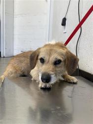 Shelter Stray Male Dog last seen Near BLOCK E PERALTA WAY, FRESNO CA 93737 9591, 5277 E Airways Blvd, Fresno, CA 93727, USA