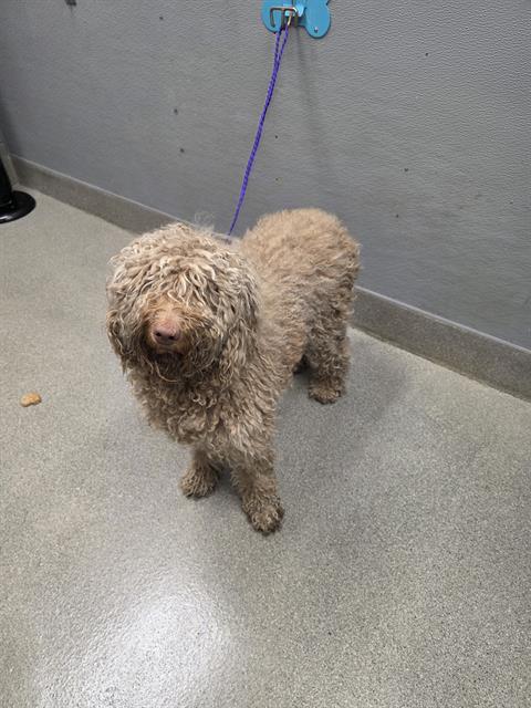 Shelter Stray Female Dog last seen 2400BLK W SAHARA AVE, 655 N Mojave Rd, Las Vegas, NV 89101, USA