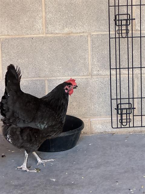 Shelter Stray Unknown Bird last seen Near SUNSET OVERLOOK RD LAS VEGAS NV 89005, 655 N Mojave Rd, Las Vegas, NV 89101, USA