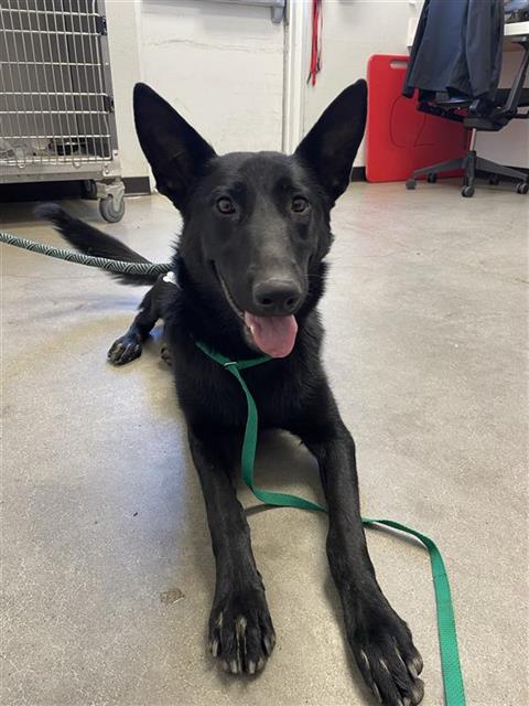 Shelter Stray Female Dog last seen Near BLOCK S NINTH ST, FRESNO CA 93725 2039, 5277 E Airways Blvd, Fresno, CA 93727, USA