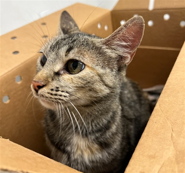 Shelter Stray Female Cat last seen SOMERSET X ORDWAY, 1419 Bryant St, San Francisco, CA 94103, USA