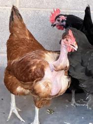 Shelter Stray Unknown Bird last seen Near SUNSET OVERLOOK RD LAS VEGAS NV 89005, 655 N Mojave Rd, Las Vegas, NV 89101, USA
