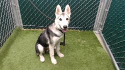 Shelter Stray Female Dog last seen , 11258 Garfield Ave, Downey, CA 90242, USA