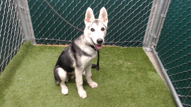 Shelter Stray Female Dog last seen , 11258 Garfield Ave, Downey, CA 90242, USA