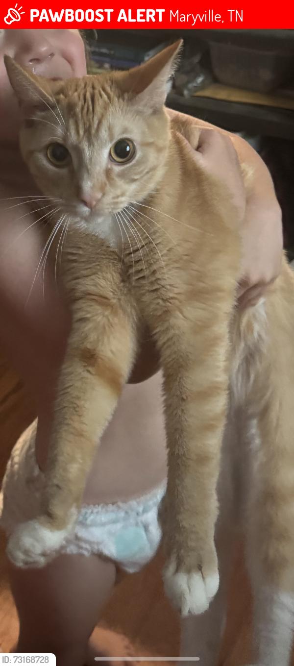 Lost Female Cat last seen Wildwood RD $ Andy Harris RD, Maryville, TN 37804