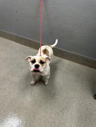 Shelter Stray Female Dog last seen VEGAS VALLEY AND NELLIS, 655 N Mojave Rd, Las Vegas, NV 89101, USA