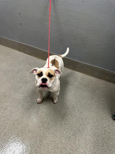 Shelter Stray Female Dog last seen VEGAS VALLEY AND NELLIS, 655 N Mojave Rd, Las Vegas, NV 89101, USA
