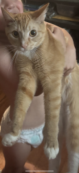 Lost Female Cat last seen Wildwood RD $ Andy Harris RD, Maryville, TN 37804