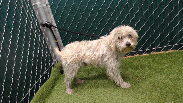 Shelter Stray Female Dog last seen , 11258 Garfield Ave, Downey, CA 90242, USA