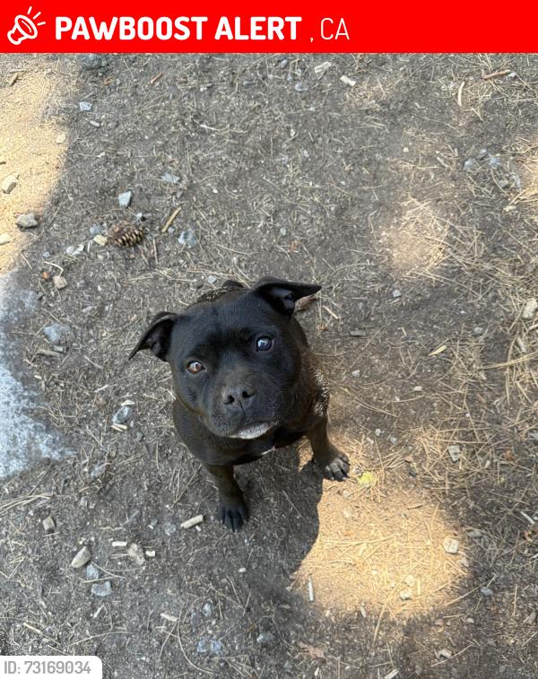 Lost Female Dog last seen Virginia dr, , CA 94608