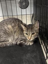 Shelter Stray Female Cat last seen Near BLOCK MENDON LN #2 , LAS VEGAS NV 89156, 655 N Mojave Rd, Las Vegas, NV 89101, USA