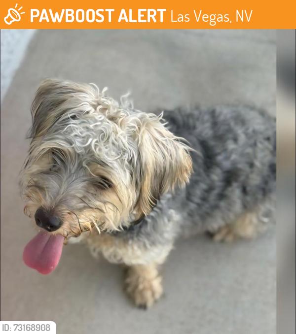 Found/Stray Male Dog last seen Hualapai, Gowan 89129, Las Vegas, NV 89129