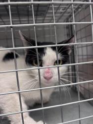Shelter Stray Female Cat last seen Near BLOCK E CHEYENNE AVE, NORTH LAS VEGAS NV 89030, 655 N Mojave Rd, Las Vegas, NV 89101, USA