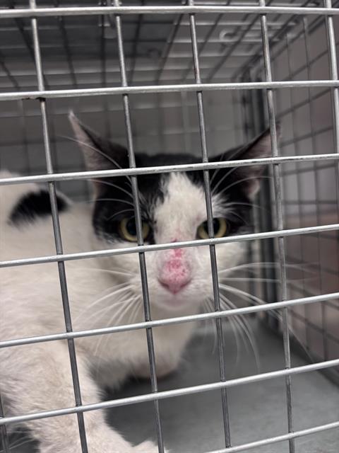 Shelter Stray Female Cat last seen Near BLOCK E CHEYENNE AVE, NORTH LAS VEGAS NV 89030, 655 N Mojave Rd, Las Vegas, NV 89101, USA