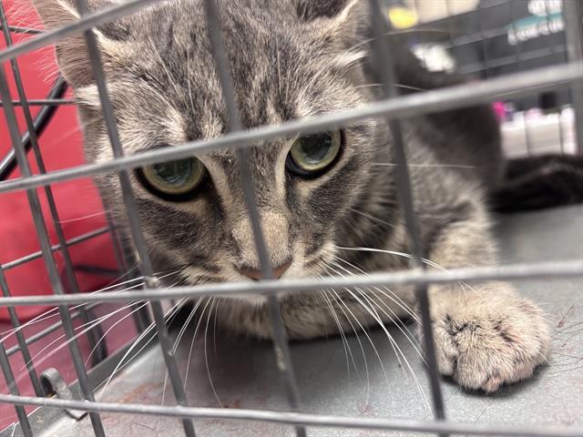 Shelter Stray Female Cat last seen Near BLOCK GREY TEAL ST, NORTH LAS VEGAS NV 89084, 655 N Mojave Rd, Las Vegas, NV 89101, USA