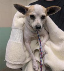 Shelter Stray Male Dog last seen NATOMAS PARK DR & UNNAMED RD, 2127 Front St, Sacramento, CA 95818, USA
