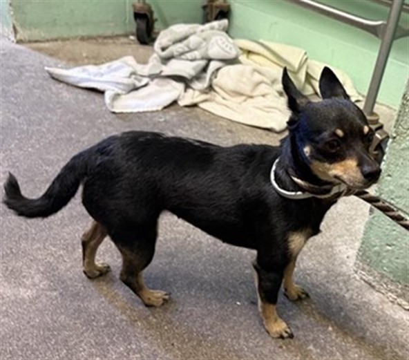 Shelter Stray Female Dog last seen NATOMAS PARK DR & UNNAMED RD, 2127 Front St, Sacramento, CA 95818, USA