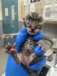 Shelter Stray Unknown Cat last seen Near BLOCK GREY TEAL ST, NORTH LAS VEGAS NV 89084, 655 N Mojave Rd, Las Vegas, NV 89101, USA