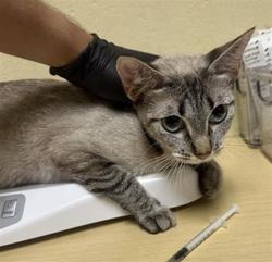 Shelter Stray Female Cat last seen MACK RD & VALLEY HI DR, 2127 Front St, Sacramento, CA 95818, USA