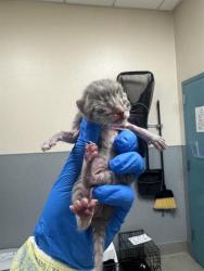 Shelter Stray Unknown Cat last seen Near BLOCK GREY TEAL ST, NORTH LAS VEGAS NV 89084, 655 N Mojave Rd, Las Vegas, NV 89101, USA