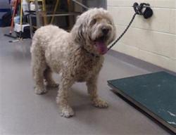 Shelter Stray Male Dog last seen Near BLOCK N BROADWAY, DENVER CO 80203, 1241 W Bayaud Ave, Denver, CO 80223, USA