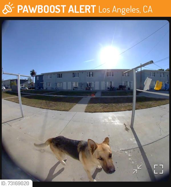 Found/Stray Male Dog last seen Pueblo del río projects, Los Angeles, CA 90058