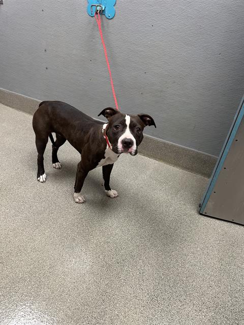 Shelter Stray Female Dog last seen N 5TH ST & LOSEE RD, 655 N Mojave Rd, Las Vegas, NV 89101, USA